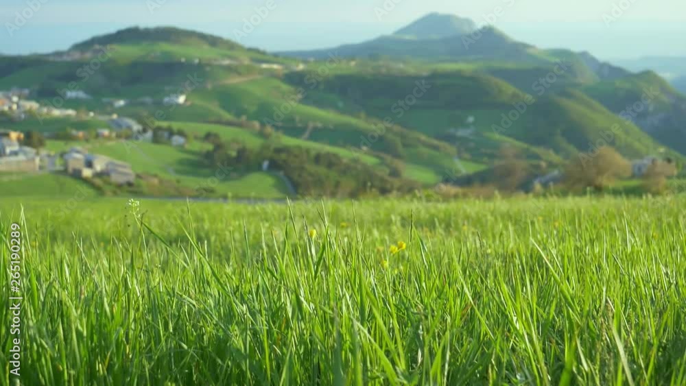 Green Grass And Flowers Background Green Grass And Flowers Background