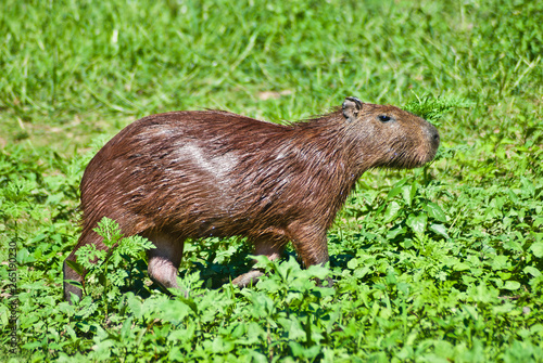 Capibara o Ronsoco from natural reserb