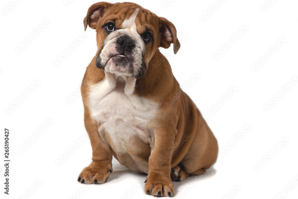 English bulldog sitting on a white background and looking forward.