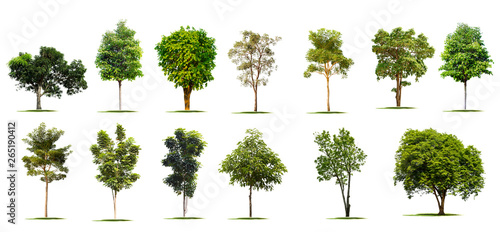 Isolate set green trees on white background.Many types of tropical forest trees.