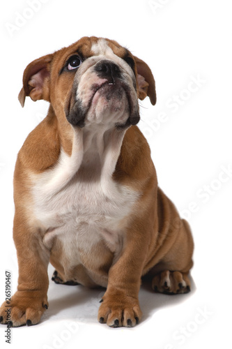 English bulldog, sitting on a white background and looking up. © Светлана Акифьева