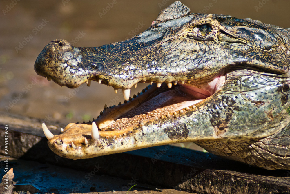 Caiman with his mouth open in the jungle Caiman with his mouth open in the jungle