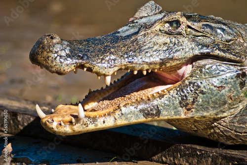 Caiman with his mouth open in the jungle