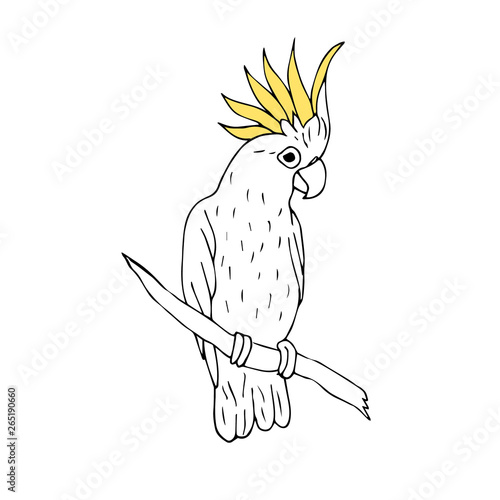 Vector black ink line hand drawn cockatoo parrot sitting on tree branch isolated on white background 