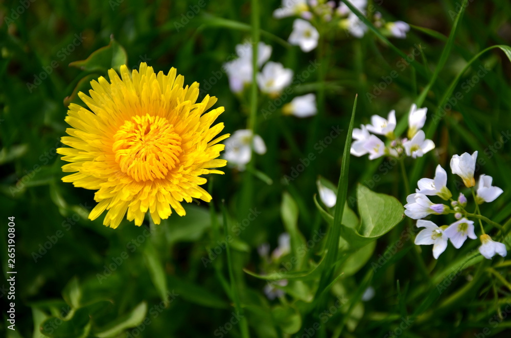 Löwenzahnblüte - Frühlingsblumen Löwenzahnblüte - Frühlingsblumen