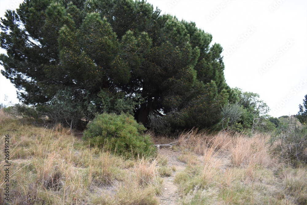 Obraz premium leafy pine