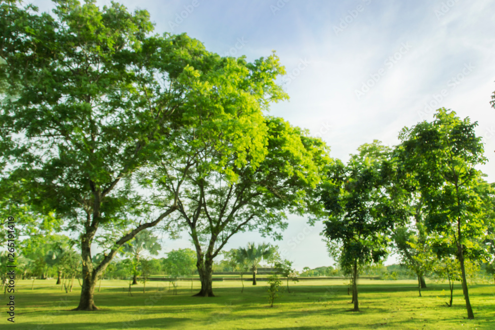 blured photo Green forest park with open space blured photo Green forest park with open space