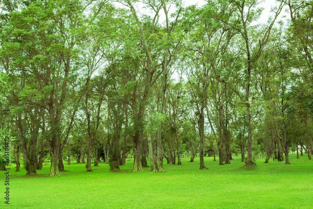 Obraz premium Blurred photo Beautiful meadow in the park with morning sky.