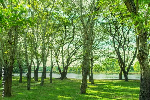 Fototapeta Naklejka Na Ścianę i Meble -  Green trees and gardens Beautiful light in the morning