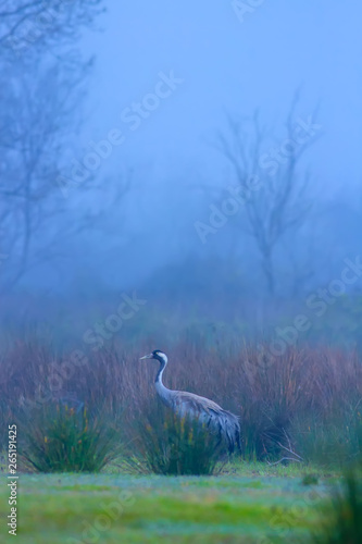 Fog and bird. Landscape foggy nature background. Bird: Common Crane. Grus grus.
