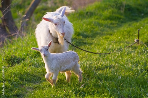 white nanny goat and baby in a meadow with fresh young juicy grass, late sunny spring evening