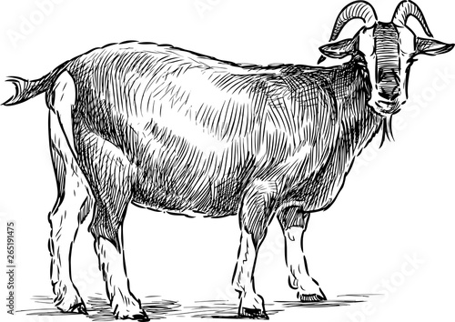 Sketch of a standing and looking goat