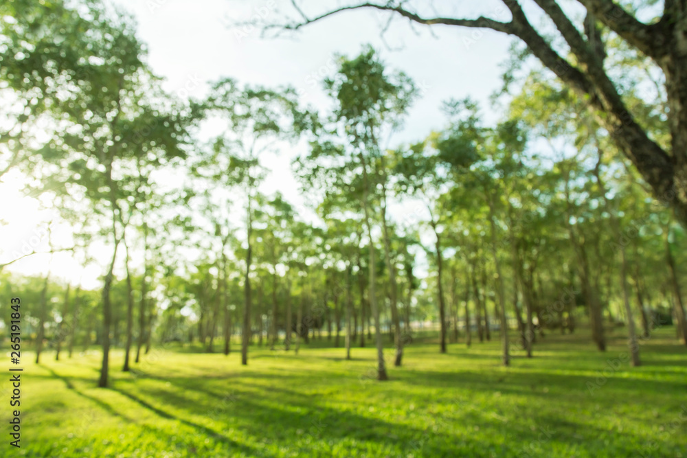 blured photo Green forest park with open space