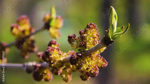 Buds and opening blossom of awakening Acer negundo tree close up. Blooming Manitoba maple or Elf maple branch in early spring macro shot at sunset. Cause of seasonal pasture myopathy SPM in horses photo
