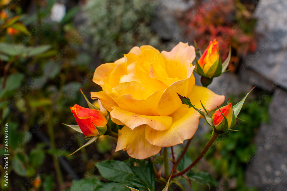 Beautiful orange rose in the garden, Helsinki, Finland Beautiful orange rose in the garden, Helsinki, Finland