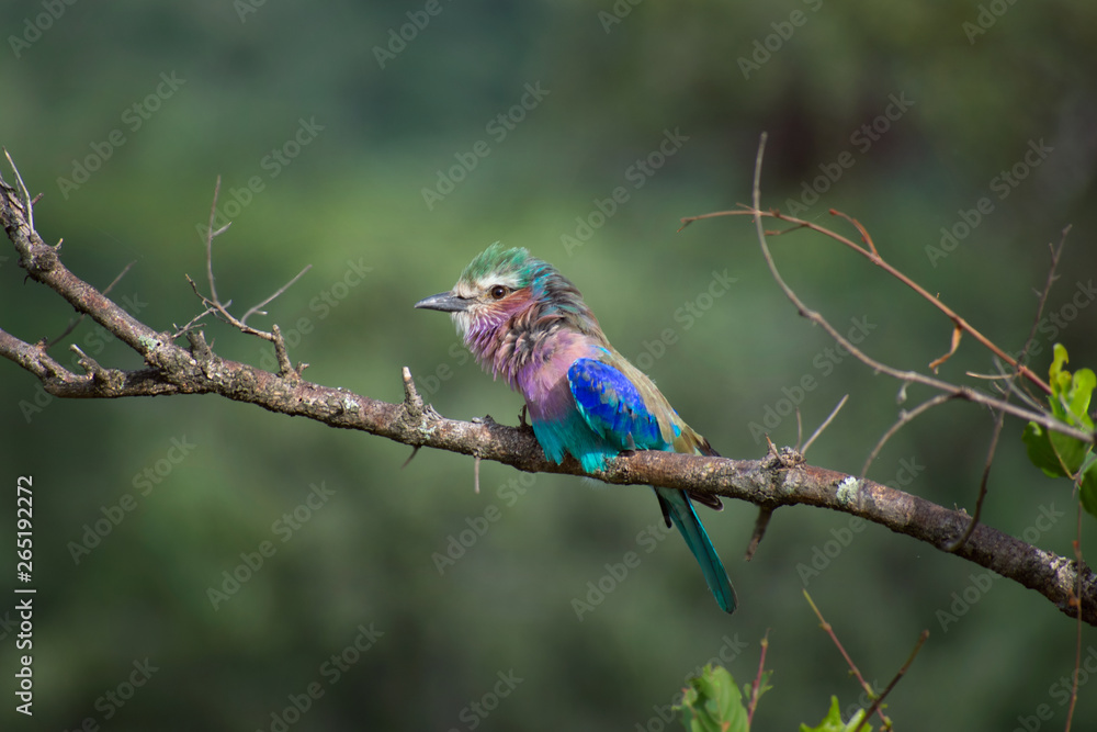 Lilac Breasted Roller