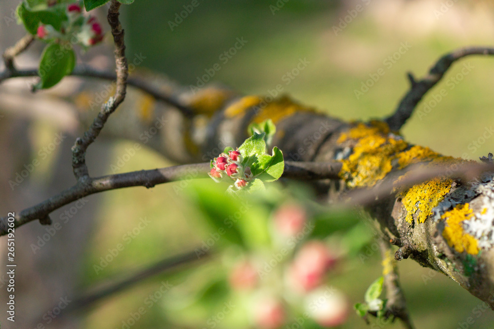 Fototapeta premium apple flower in the garden 16