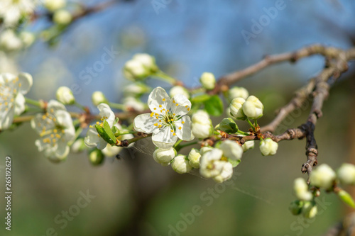 cherry flowers in spring