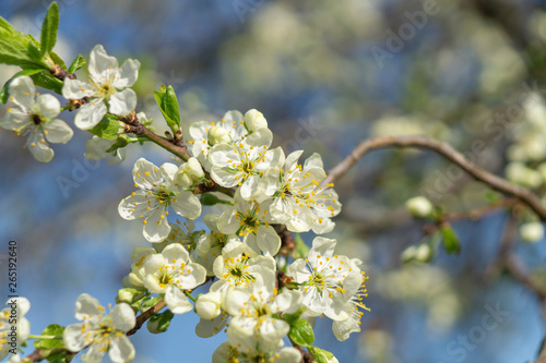 cherry flowers in spring