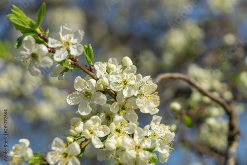 cherry flowers in spring