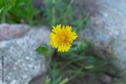 dandelion in grass stones