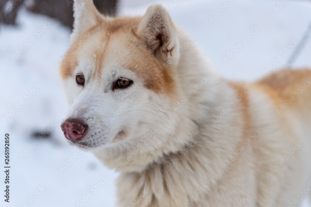 Portrait young Alaskan Malamute in the snow Portrait young Alaskan Malamute in the snow
