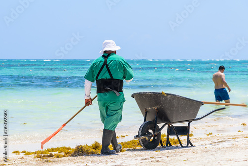 Mexican worker picking seaweed from sargassum on beaches of the Mayan Riviera, Playa del Carmen, Mexico, turquoise sea photo
