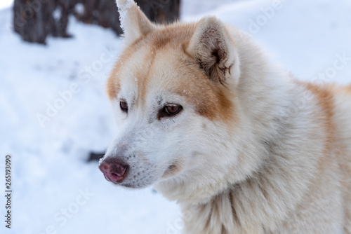Portrait young Alaskan Malamute in the snow © Prism6 Production