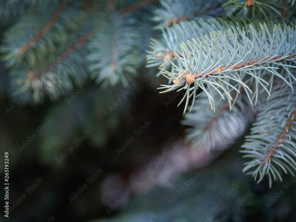 A branch of blue spruce with needles close-up. A branch of blue spruce with needles close-up.