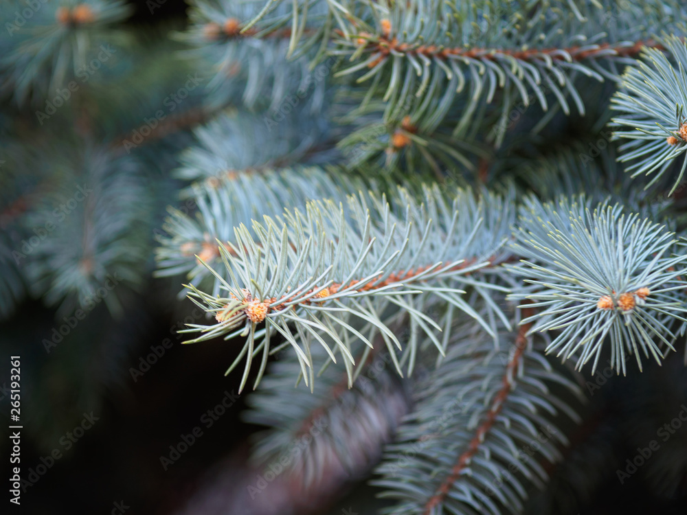 A branch of blue spruce with needles close-up.
