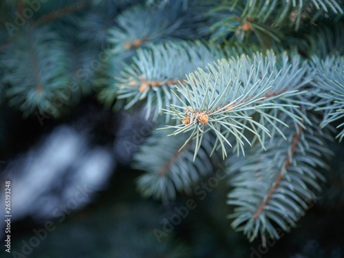 A branch of blue spruce with needles close-up.