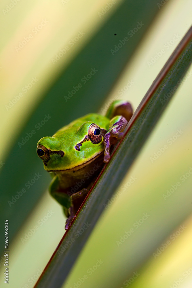 Cute tree frog. Green nature background. Macro photography. Cute tree frog. Green nature background. Macro photography.