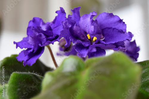 Beautiful  blue flower of a violet. Latin name Saintpaulia, houseplant