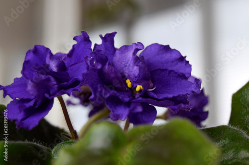 Beautiful  blue flower of a violet. Latin name Saintpaulia  houseplant