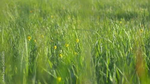 Wallpaper Mural Green Grass And Flowers Background Torontodigital.ca