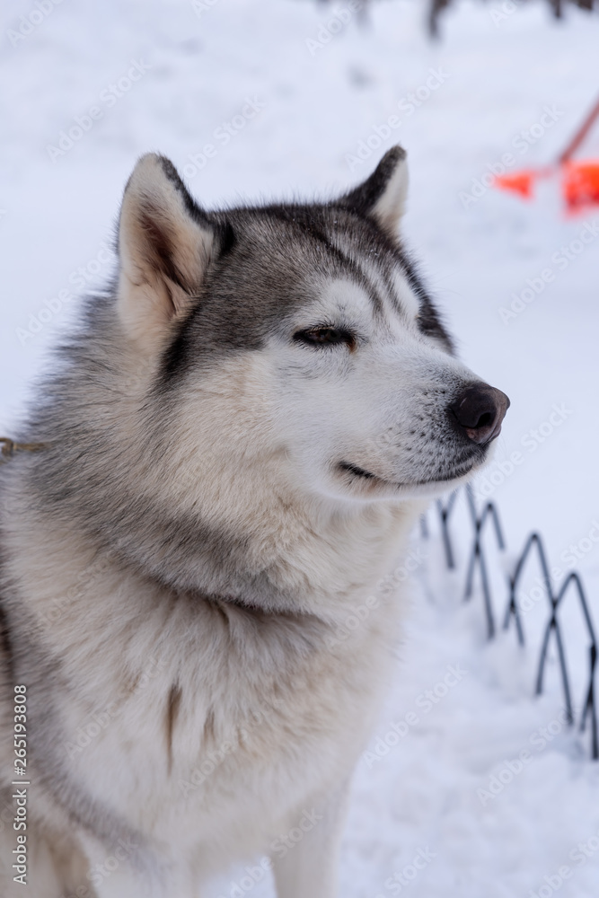 Portrait young Alaskan Malamute in the snow