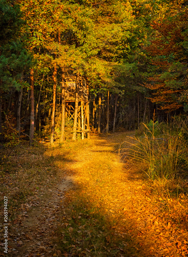Fototapeta premium Pathway in the forest at autumn