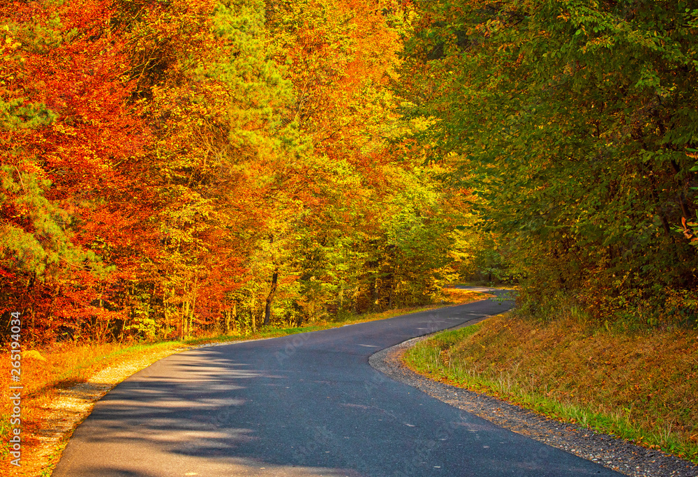 Pathway in the forest at autumn