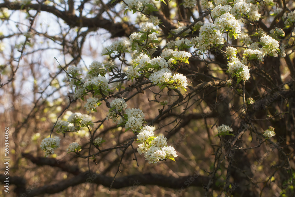 Fototapeta premium old garden, blooming pear, sunny spring April floral background