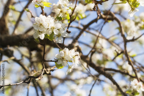 old garden  blooming pear  sunny spring April floral background