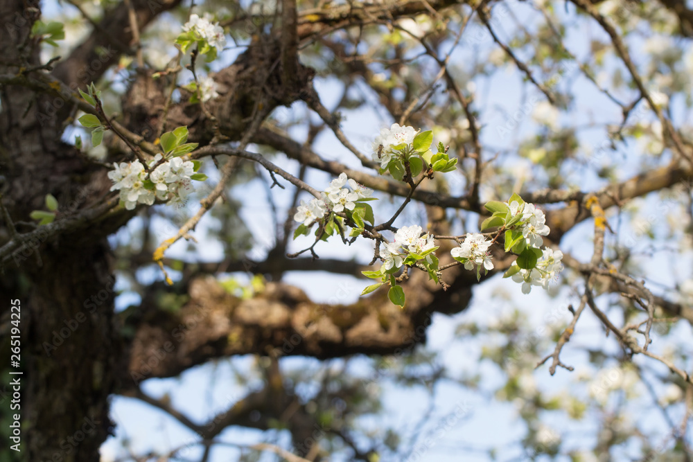 old garden, blooming pear, sunny spring April floral background old garden, blooming pear, sunny spring April floral background