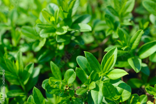 Green Grass Background. Blurred Nature Background. Green Leaves Over Blurred Background. 