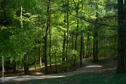 Weg durch ein Wald mit frischen grünen Blättern im Frühlingslicht