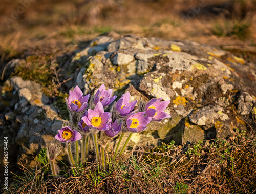 Pulsatilla flowers at spring