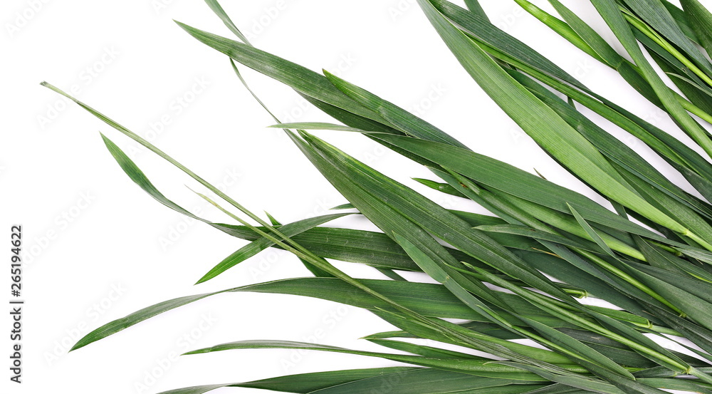 Fototapeta premium Fresh green grass isolated on white background and texture, top view