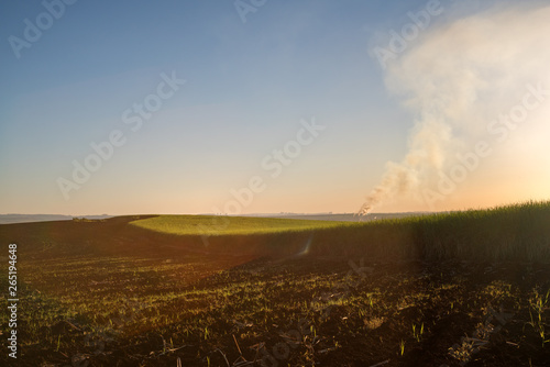 Natural light effect on a sugarcane plantation farm landscape