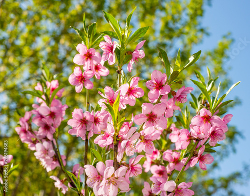 pink flowers of young blooming peach on a natural background