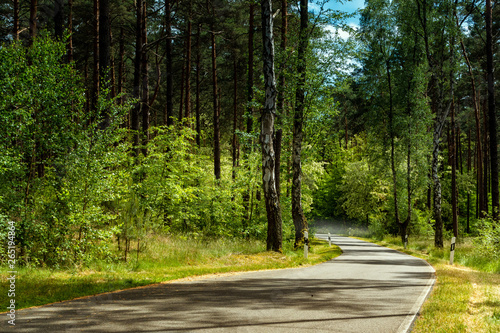 Strasse im Wald