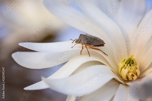 Heteroptera bug on white spring blossom, Box Bug (Gonocerus acuteangulatus) photo