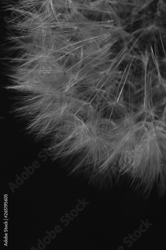 Dandelion seeds